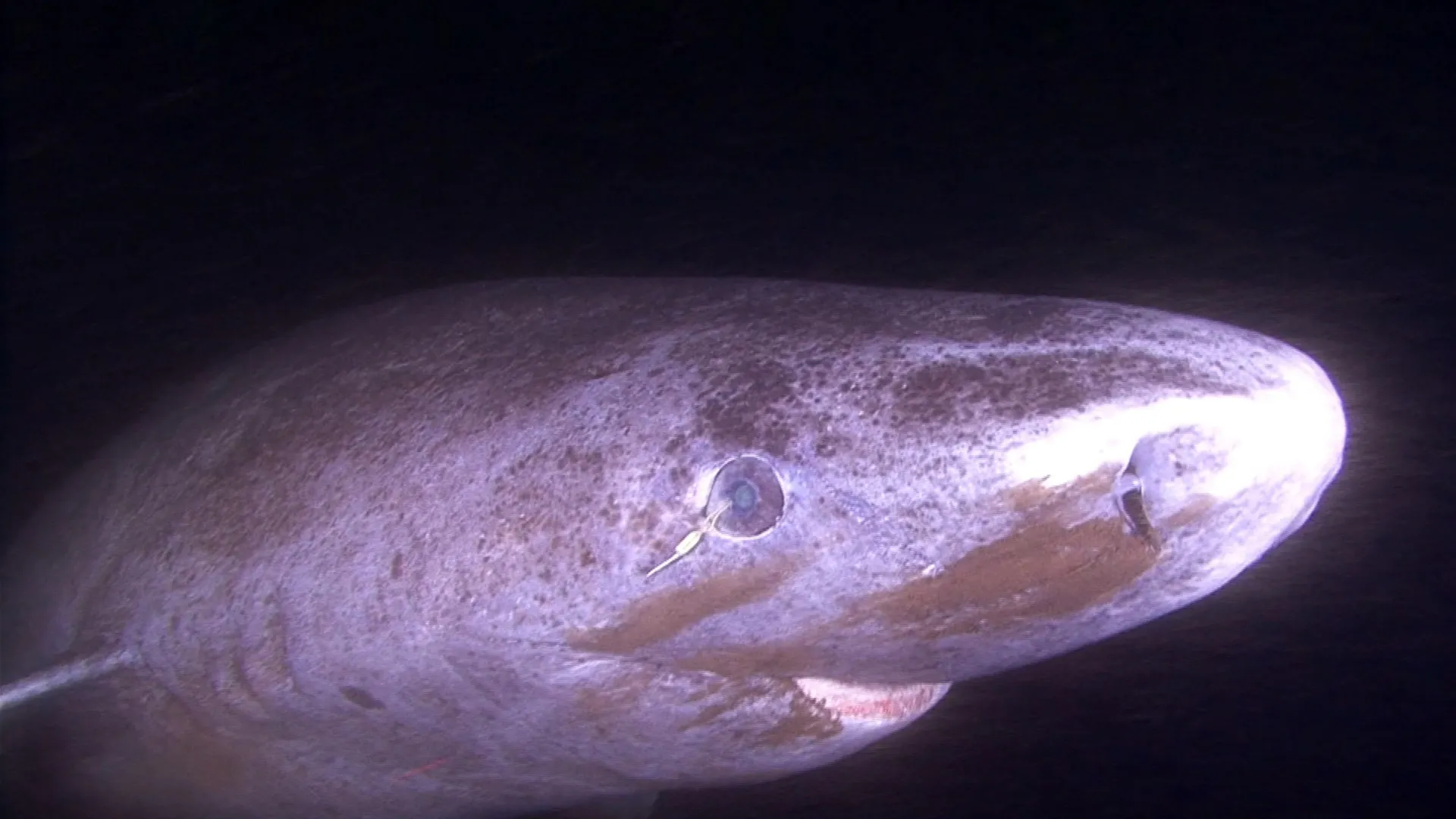 Shadows of the Arctic: Unlocking the Secrets of the 400-Year-Old Eye