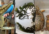 Silent Suffocation: Inside the Multi-Year Federal Probe Into a Cross-Border Reptile Smuggling Ring