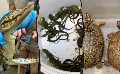 Silent Suffocation: Inside the Multi-Year Federal Probe Into a Cross-Border Reptile Smuggling Ring