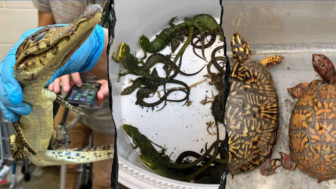 Silent Suffocation: Inside the Multi-Year Federal Probe Into a Cross-Border Reptile Smuggling Ring