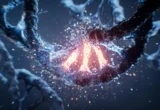 The Architectural Blueprint of Life: How DNA Misfolding Drives Congenital Heart Disease