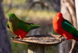 The Backyard Paradox: Is Your Bird Feeder Fueling an H5N1 Crisis?