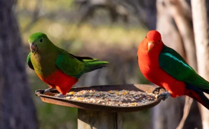 The Backyard Paradox: Is Your Bird Feeder Fueling an H5N1 Crisis?