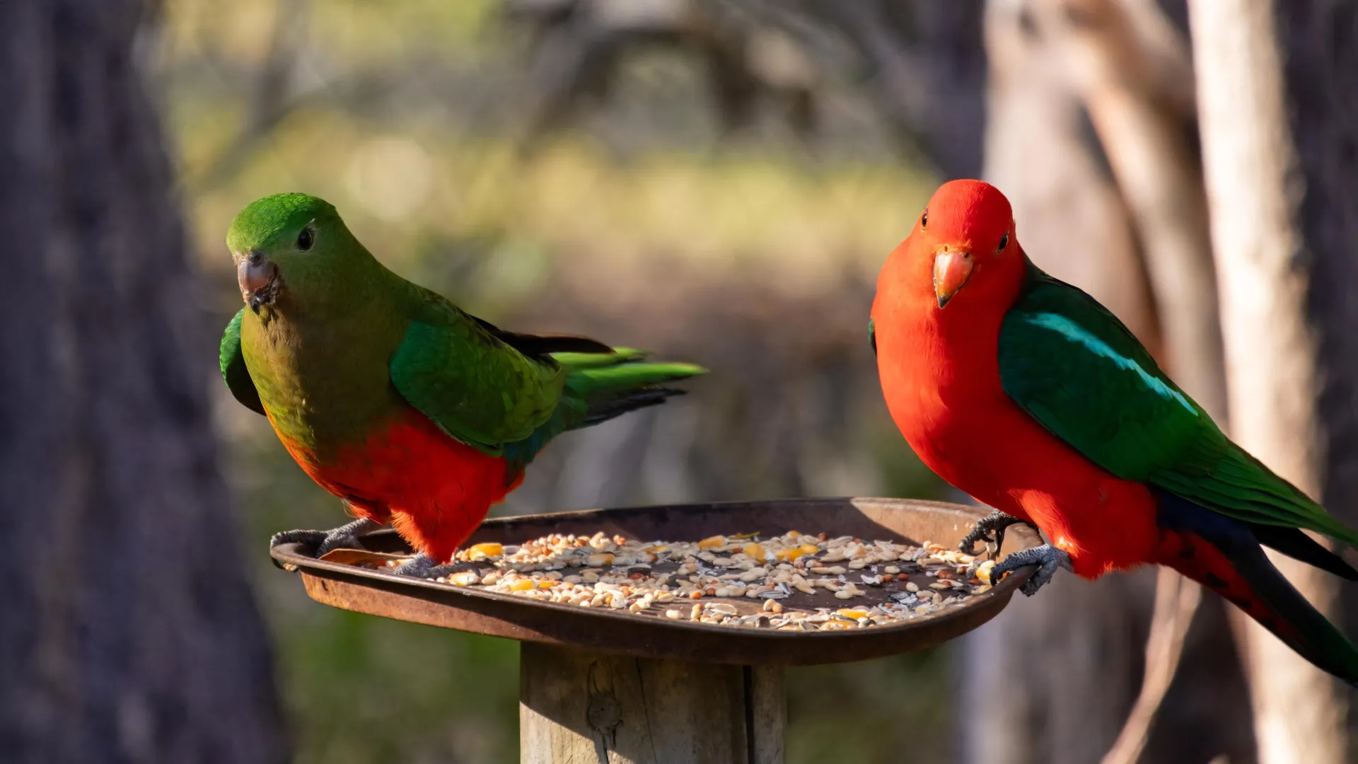 The Backyard Paradox: Is Your Bird Feeder Fueling an H5N1 Crisis?