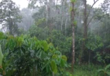 The Battle for the Amazon: Amnesty International Decries Persecution of Yasuní Activists in Ecuador