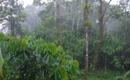 The Battle for the Amazon: Amnesty International Decries Persecution of Yasuní Activists in Ecuador