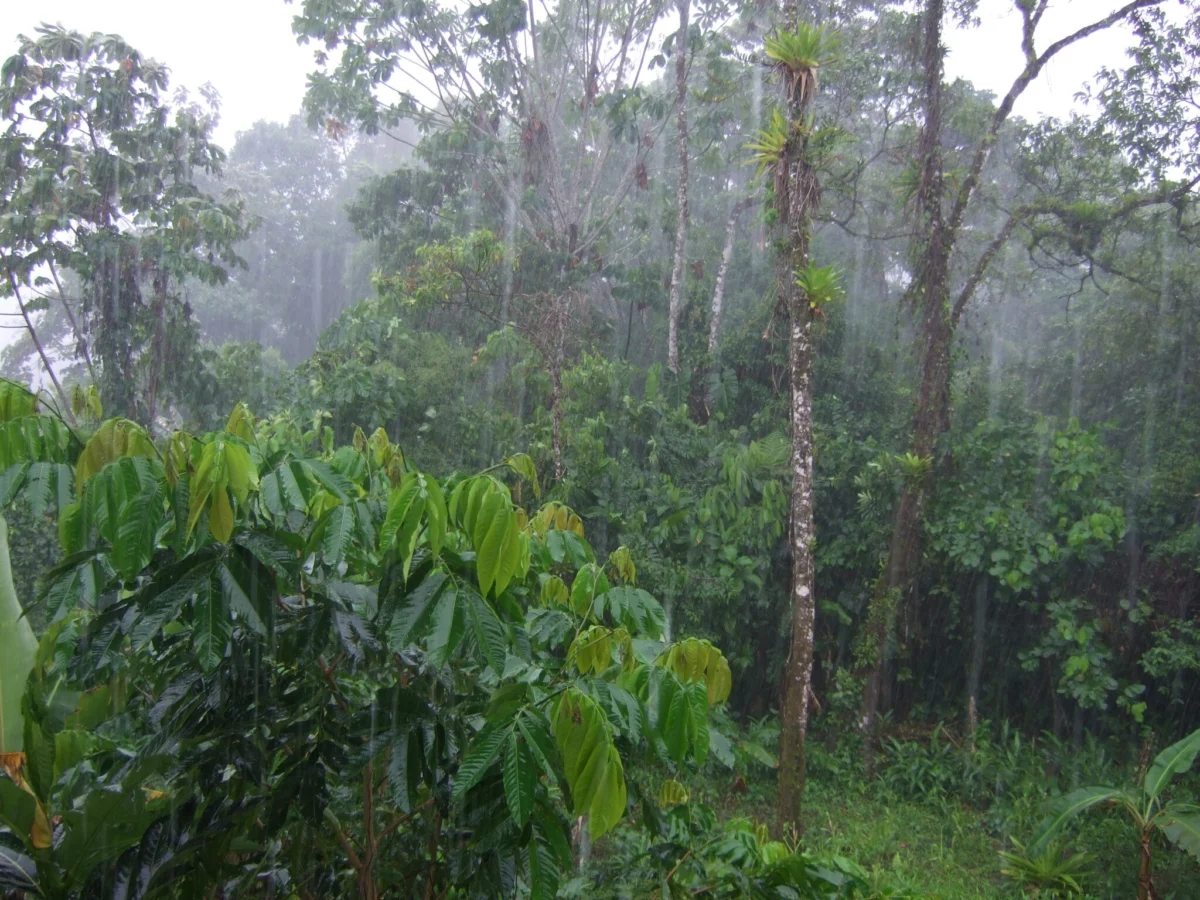 The Battle for the Amazon: Amnesty International Decries Persecution of Yasuní Activists in Ecuador