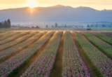 The Culinary Heart of the Salish Sea: A Definitive Guide to Skagit Valley’s Best Restaurants