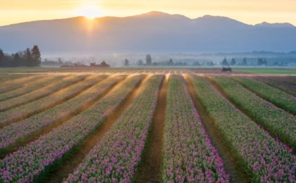 The Culinary Heart of the Salish Sea: A Definitive Guide to Skagit Valley’s Best Restaurants
