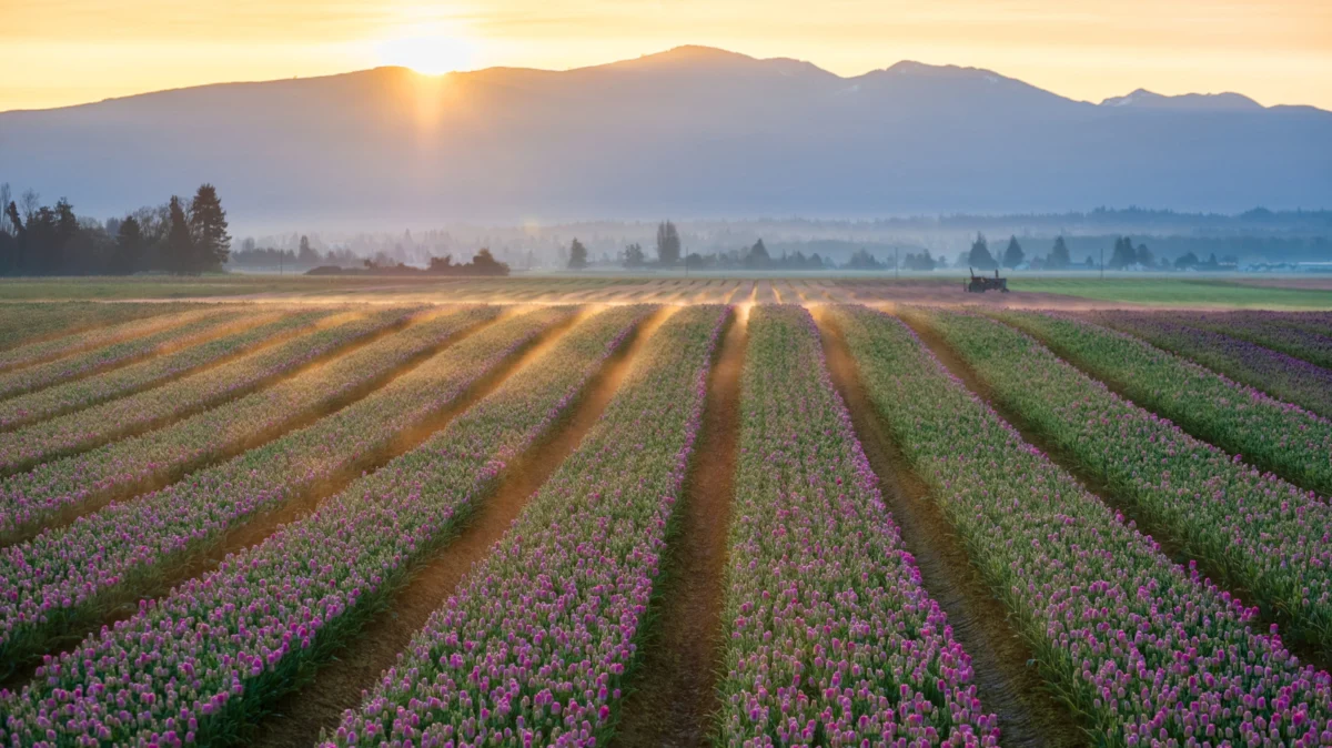 The Culinary Heart of the Salish Sea: A Definitive Guide to Skagit Valley’s Best Restaurants