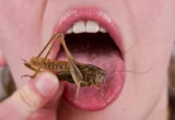 The Evolutionary Roots of Entomophagy: Why the West Swallowed Its Pride (And Why It May Again)