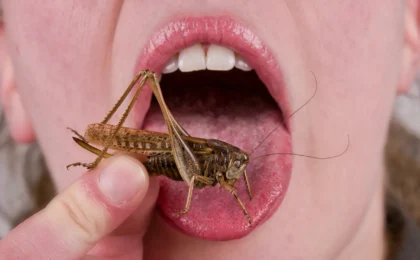 The Evolutionary Roots of Entomophagy: Why the West Swallowed Its Pride (And Why It May Again)