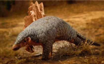 The Lost Species: How 190-Year-Old DNA Saved the Himalayan Pangolin from Taxonomic Obscurity