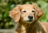 The Mirror of Aging: How Our Dogs Could Hold the Key to Human Longevity