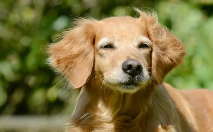 The Mirror of Aging: How Our Dogs Could Hold the Key to Human Longevity
