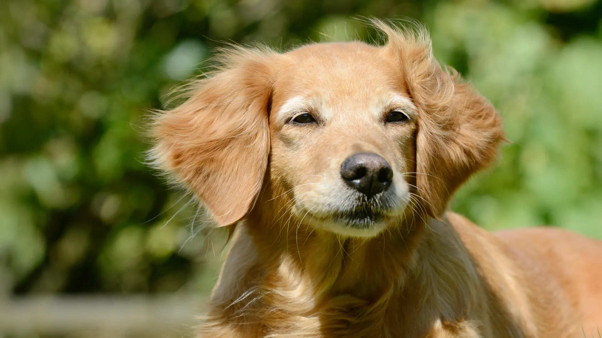 The Mirror of Aging: How Our Dogs Could Hold the Key to Human Longevity