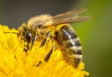 The Nutritional Paradox: Why Pollen Isn’t Always the Superfood Bees Need