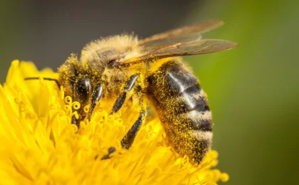 The Nutritional Paradox: Why Pollen Isn’t Always the Superfood Bees Need