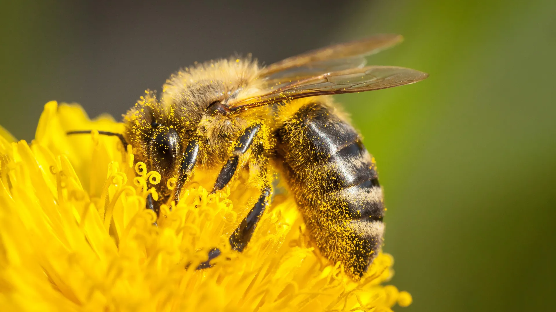The Nutritional Paradox: Why Pollen Isn’t Always the Superfood Bees Need