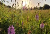 The Power of Patience: How Abandoned Farmland is Rewilding Itself Without Human Intervention