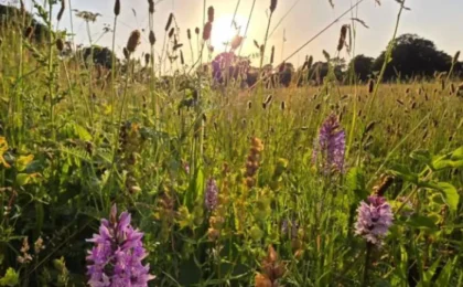The Power of Patience: How Abandoned Farmland is Rewilding Itself Without Human Intervention
