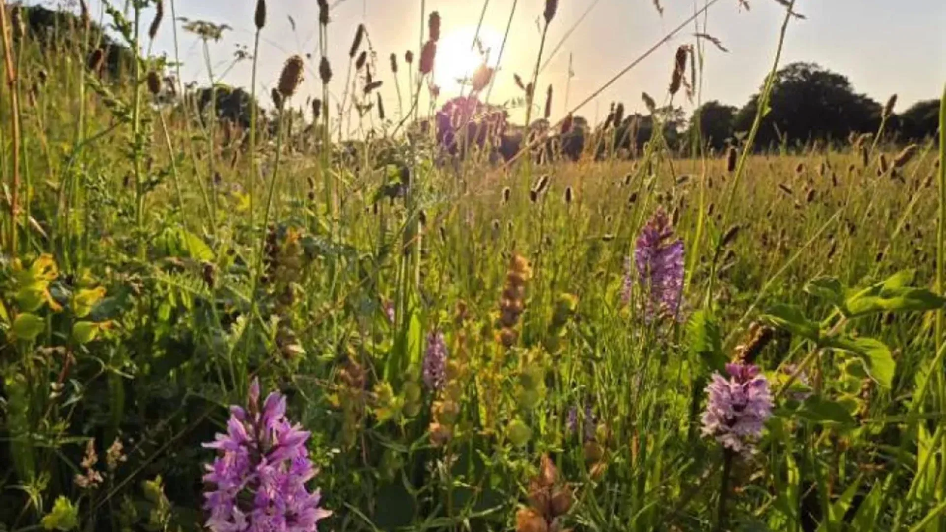 The Power of Patience: How Abandoned Farmland is Rewilding Itself Without Human Intervention
