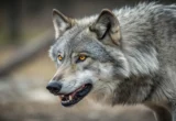 The Silent Watchers: How Human Presence—Not Just Construction—Reshapes the Animal Kingdom