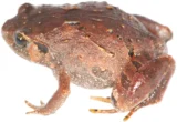 Unearthing the Invisible: Scientists Unveil Seven New Species of Madagascar’s Enigmatic Diamond Frogs