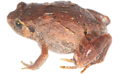 Unearthing the Invisible: Scientists Unveil Seven New Species of Madagascar’s Enigmatic Diamond Frogs
