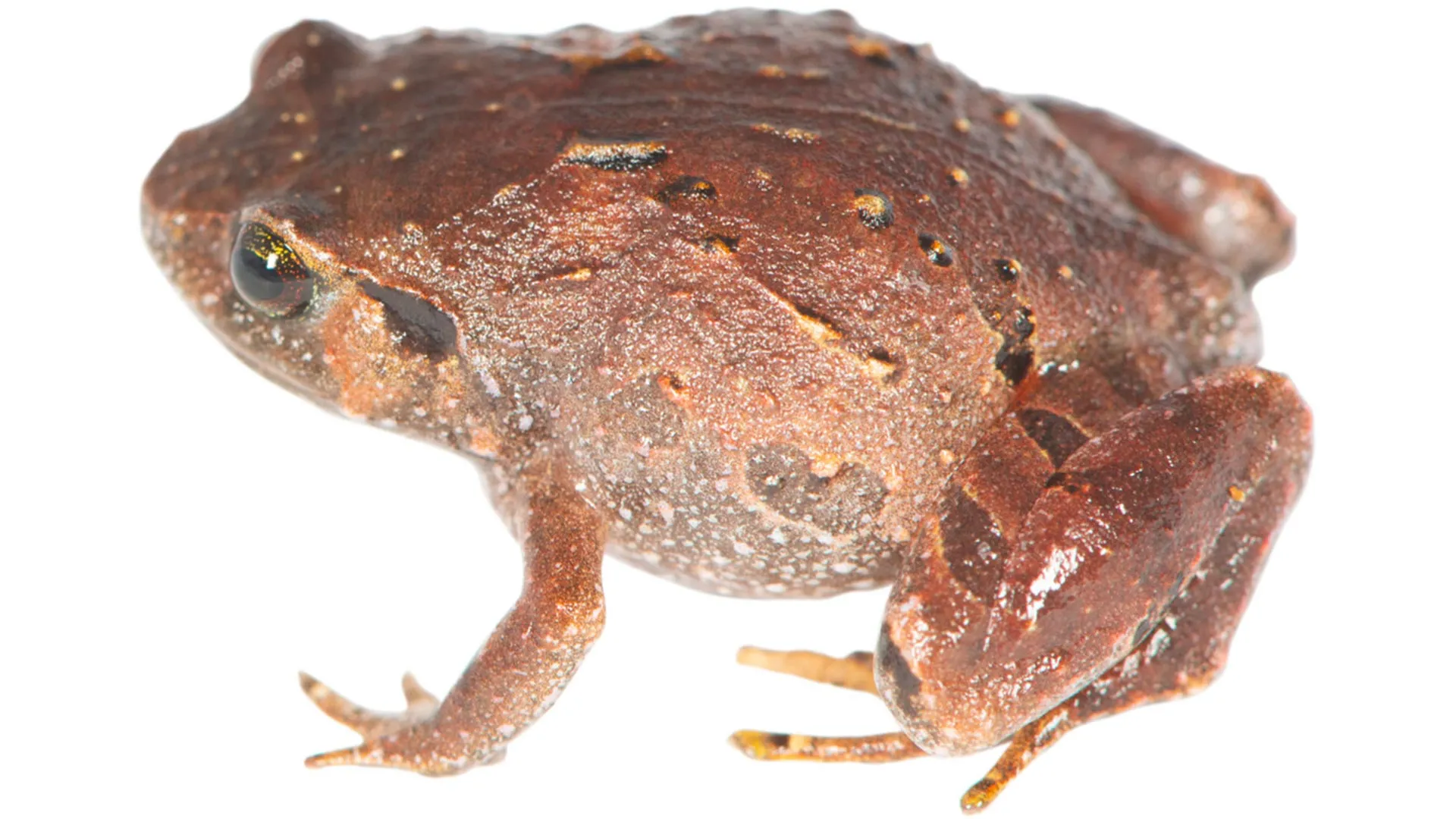Unearthing the Invisible: Scientists Unveil Seven New Species of Madagascar’s Enigmatic Diamond Frogs