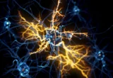 Unlocking the Regenerative Potential of the Nervous System: The AHR Breakthrough