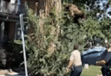 Urban Encroachment and Climate Pressures: Inside the Dramatic Rescue of a Black Bear in Denver and Colorado’s Surging Wildlife Crisis