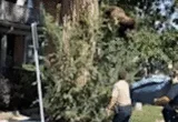 Urban Encroachment and Climate Pressures: Inside the Dramatic Rescue of a Black Bear in Denver and Colorado’s Surging Wildlife Crisis