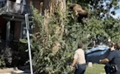 Urban Encroachment and Climate Pressures: Inside the Dramatic Rescue of a Black Bear in Denver and Colorado’s Surging Wildlife Crisis
