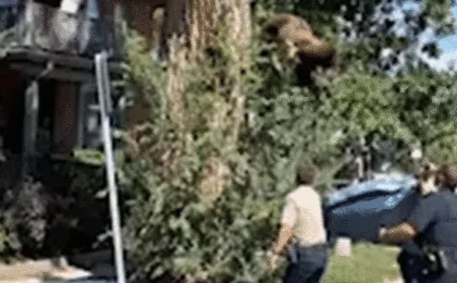 Urban Encroachment and Climate Pressures: Inside the Dramatic Rescue of a Black Bear in Denver and Colorado’s Surging Wildlife Crisis