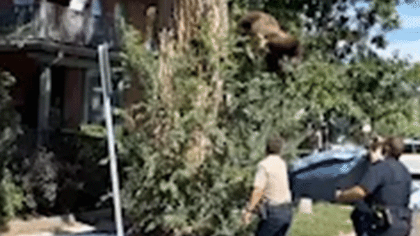 Urban Encroachment and Climate Pressures: Inside the Dramatic Rescue of a Black Bear in Denver and Colorado’s Surging Wildlife Crisis