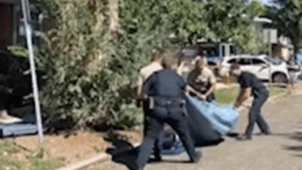 Urban Encroachment and Climate Pressures: Inside the Dramatic Rescue of a Black Bear in Denver and Colorado’s Surging Wildlife Crisis