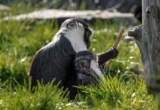 A Miracle of Modern Veterinary Science: How a Pioneering Surgery Saved a Critically Endangered Mother and Her New Offspring