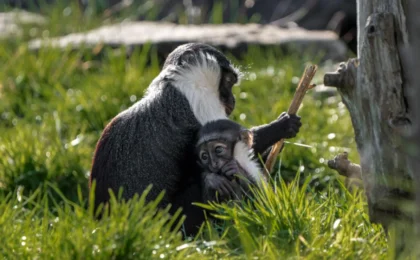 A Miracle of Modern Veterinary Science: How a Pioneering Surgery Saved a Critically Endangered Mother and Her New Offspring