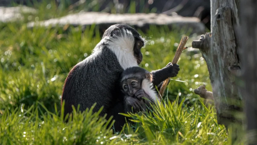 A Miracle of Modern Veterinary Science: How a Pioneering Surgery Saved a Critically Endangered Mother and Her New Offspring