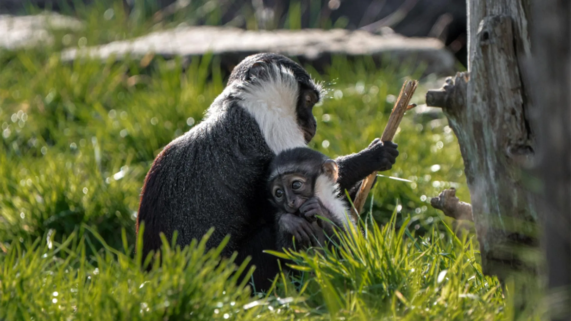 A Miracle of Modern Veterinary Science: How a Pioneering Surgery Saved a Critically Endangered Mother and Her New Offspring