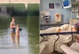 A Terrifying Encounter: How a Rabid Beaver Attack in Maryland Exposed a Rare Wildlife Threat and Sparked a Public Health Emergency