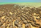 Architects of Complexity: How Ancient Microbes in Shark Bay Reveal the Origins of Life