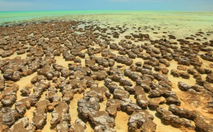 Architects of Complexity: How Ancient Microbes in Shark Bay Reveal the Origins of Life