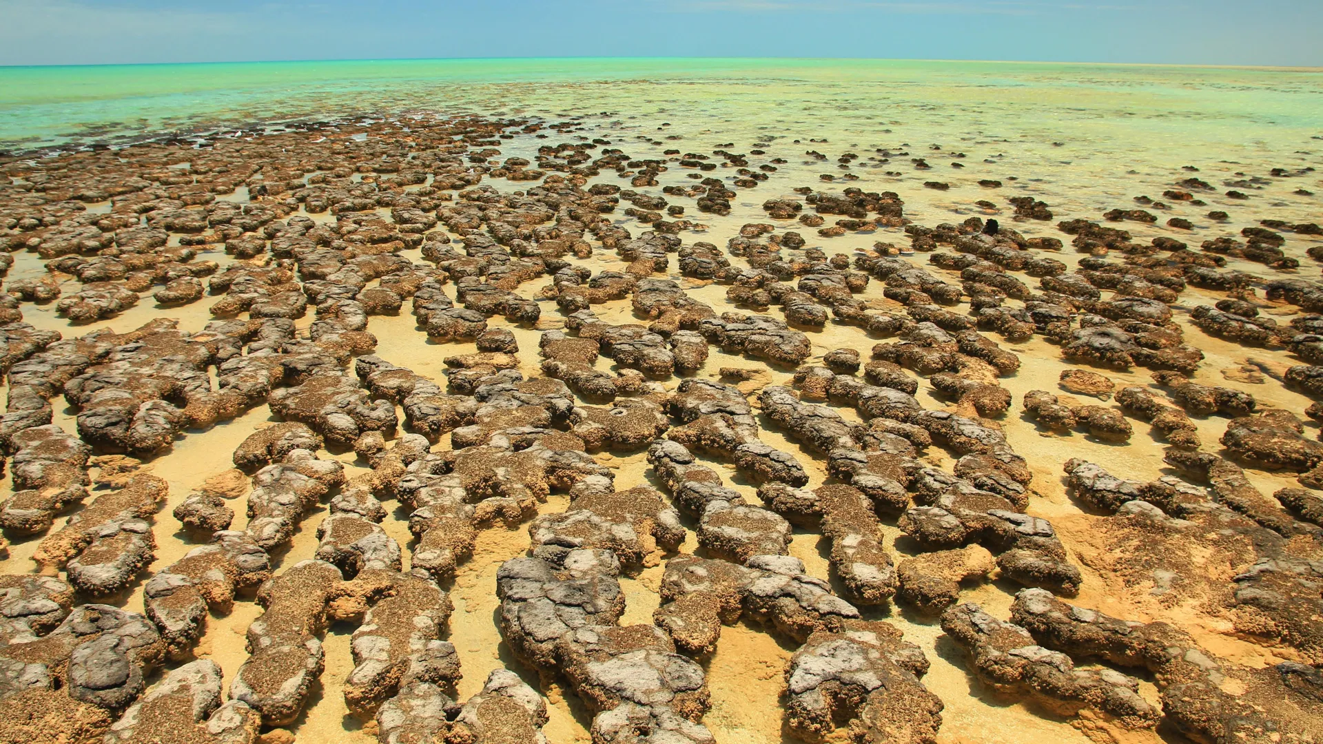 Architects of Complexity: How Ancient Microbes in Shark Bay Reveal the Origins of Life