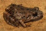 Beneath the Canopy: The Discovery of Adenomera varcena and the Hidden Complexity of the Amazon