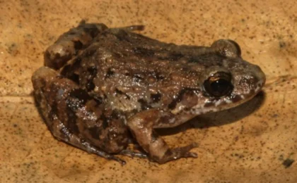 Beneath the Canopy: The Discovery of Adenomera varcena and the Hidden Complexity of the Amazon