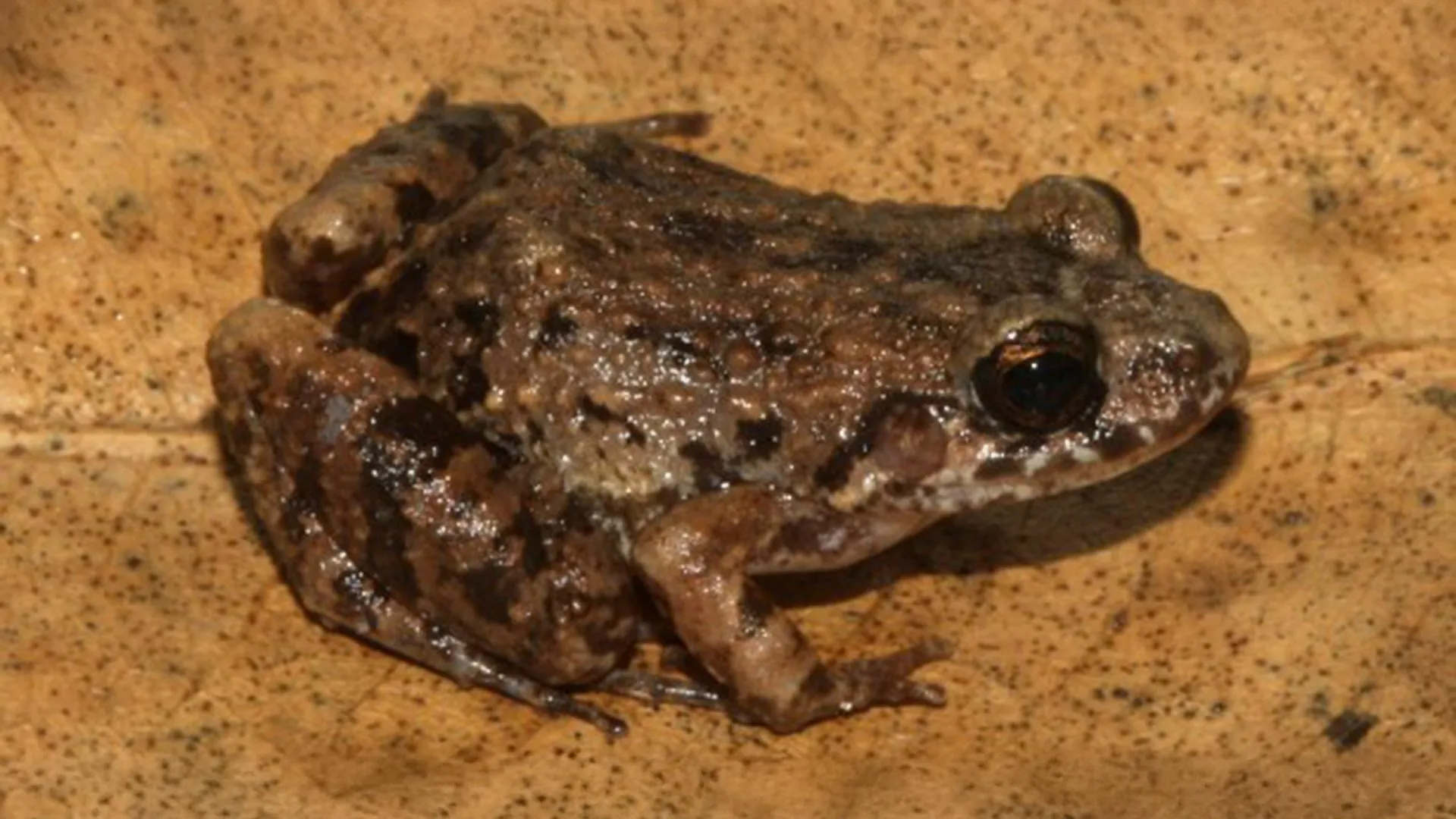 Beneath the Canopy: The Discovery of Adenomera varcena and the Hidden Complexity of the Amazon