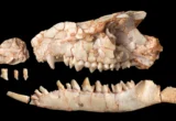 Beyond the Bite: New Gobi Desert Fossil Rewrites the Mammalian Evolutionary Tree