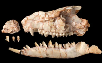 Beyond the Bite: New Gobi Desert Fossil Rewrites the Mammalian Evolutionary Tree